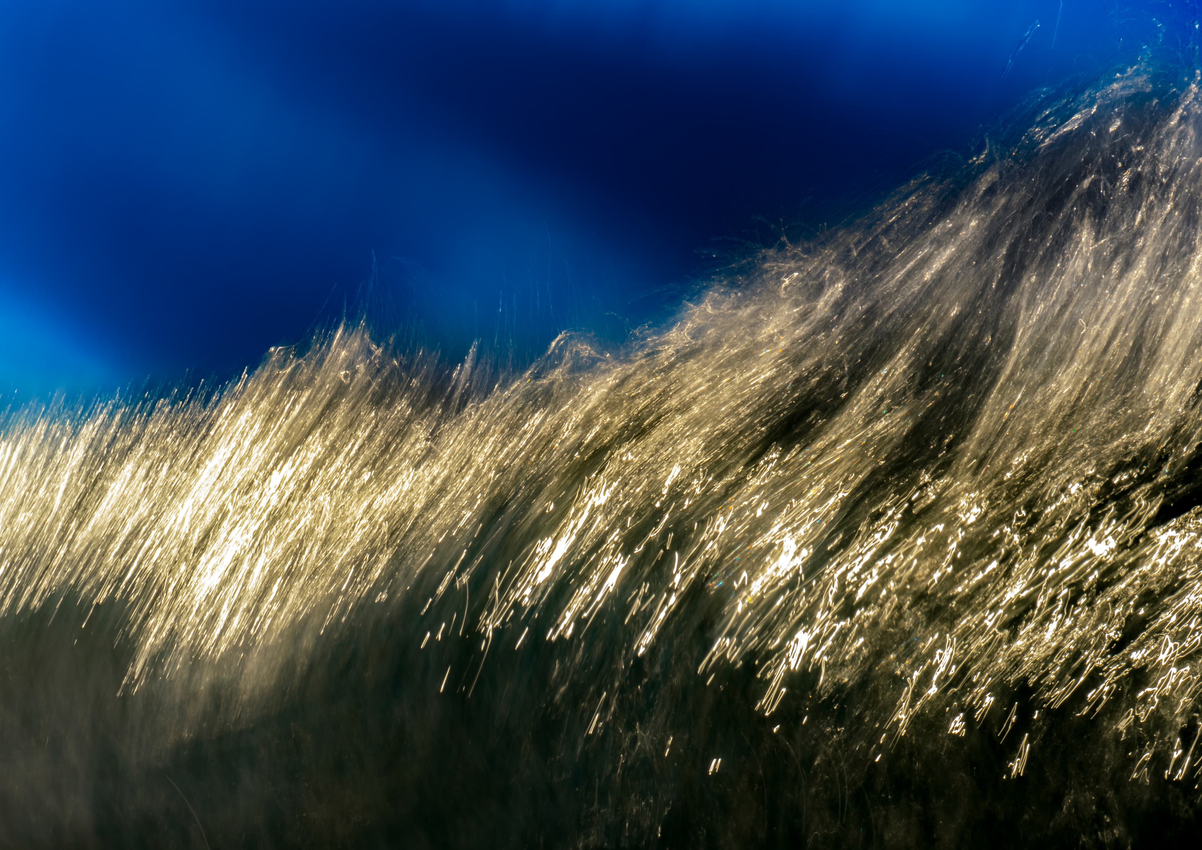 Golden dune grass backlit against deep blue sky — fine art ocean photography print, Whangamata NZ.