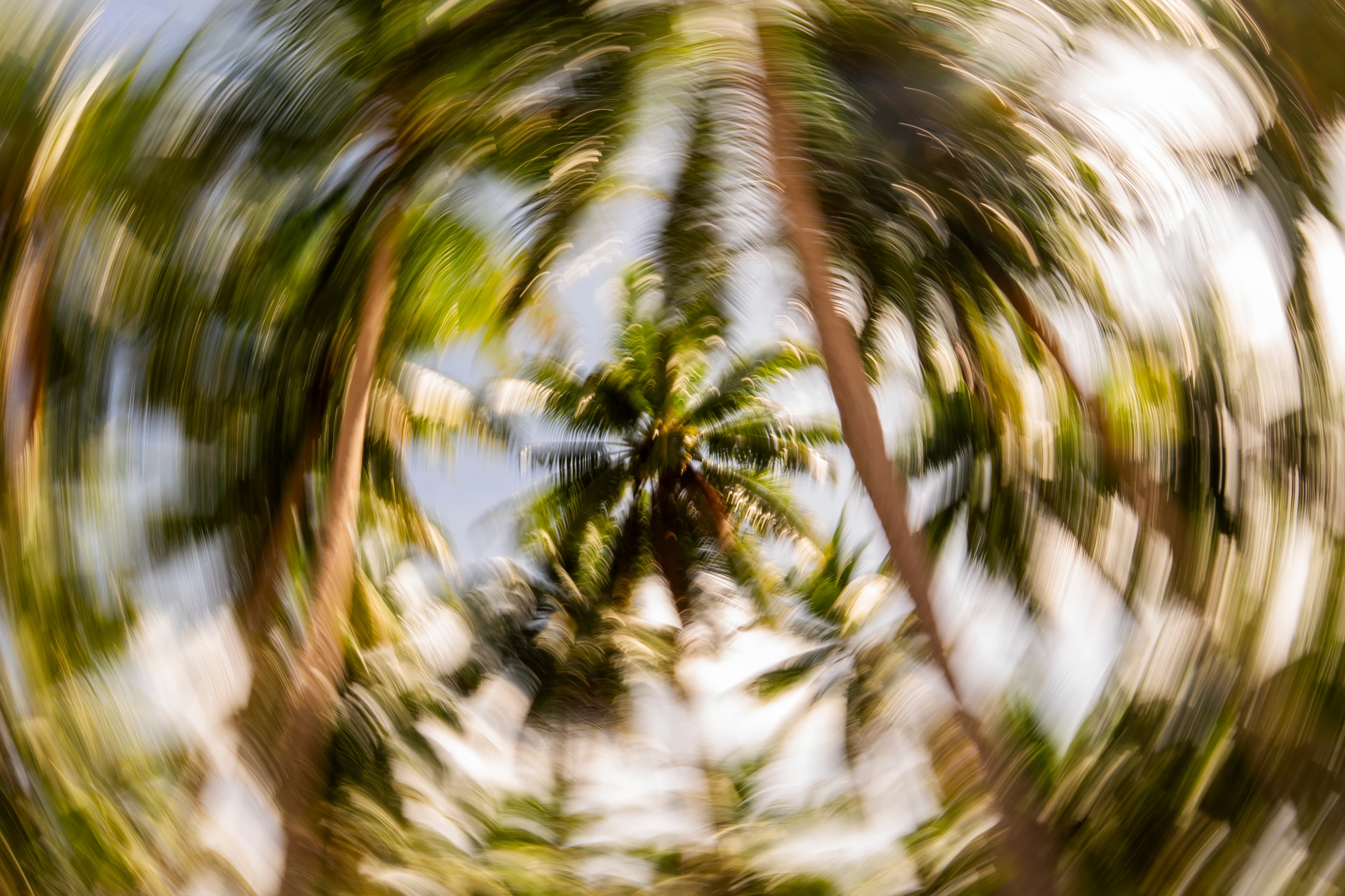 Fisheye view looking up through a palm tree canopy — fine art ocean photography print, Whangamata NZ.